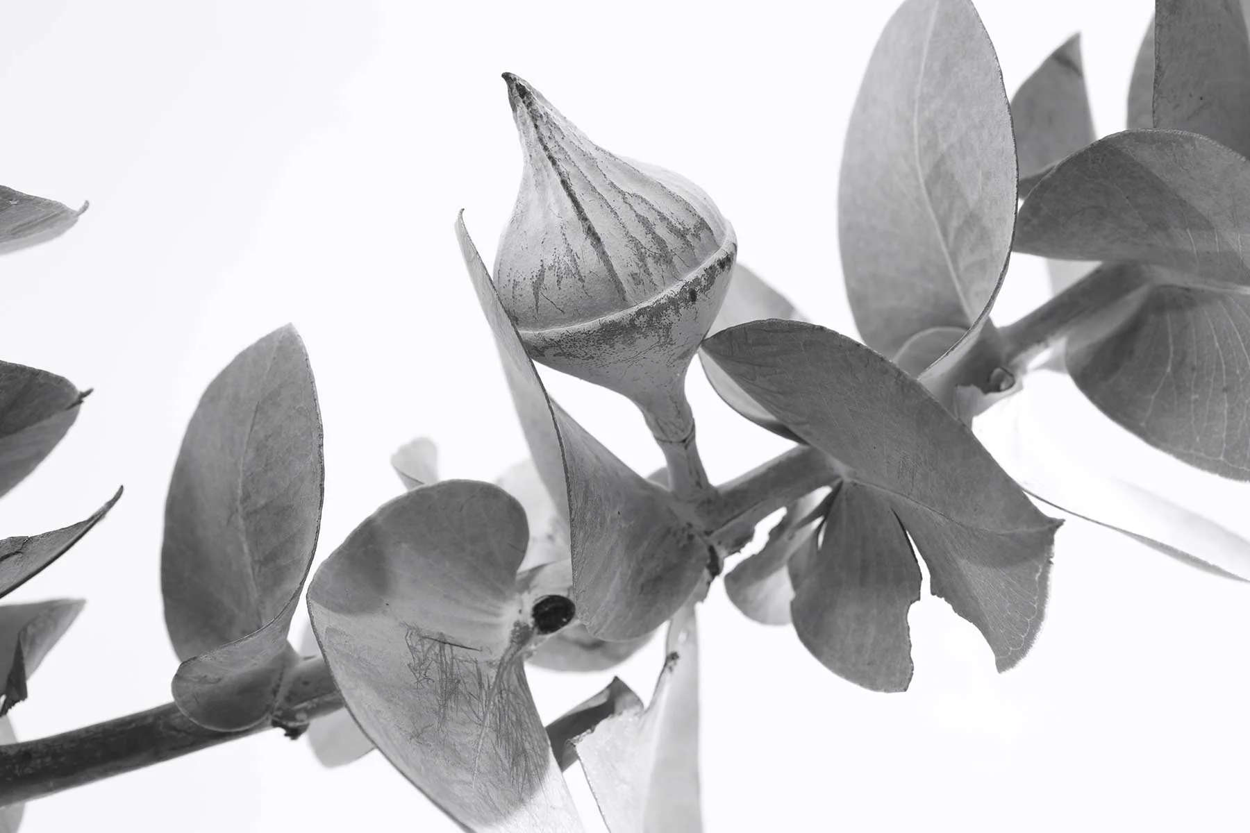 Pure Australian Botanical Care
